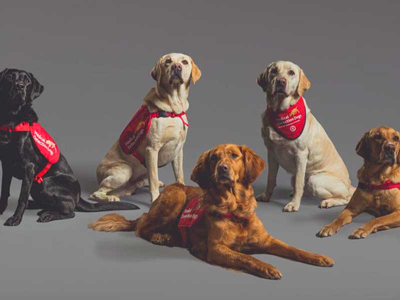 A imagem mostra cinco cães, dois amarelos ao centro, um marrom entre eles, um preto à margem esquerda e dois cachorros marrons à margem direita. Eles usam bandanas e peitorais vermelhos com a frase “Medical protection dogs”. O fundo da foto é cinza.
