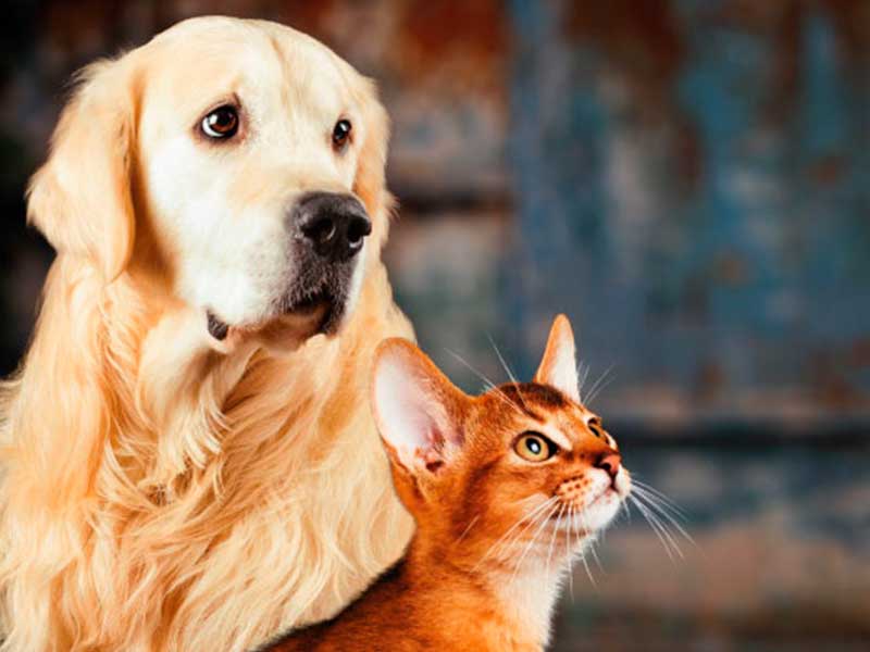 A imagem mostra um cachorro da raça golden retriever e um gato de cor marrom olhando para a direita, eles estão posicionados à esquerda da foto. O fundo da imagem está desfocado.