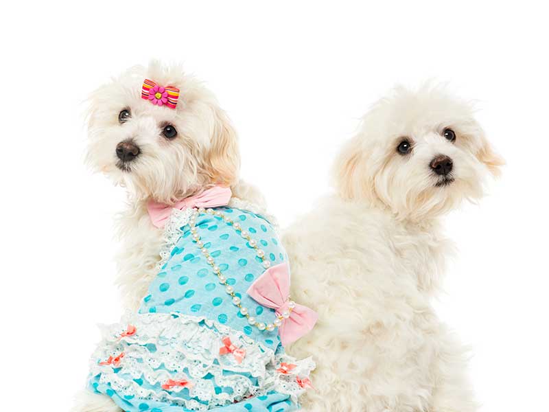 A imagem mostra dois cachorros brancos. O que está à esquerda veste uma roupa azul e rosa, com laços e que lembra um vestido. O cão da direita não usa roupas. Ambos estão de costas e olham para trás.