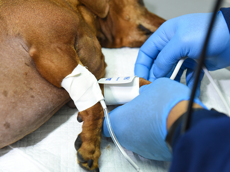 A imagem mostra um cachorro marrom deitado. À direita uma pessoa, que usa luvas azuis, coloca bandagens nas patas do cão. O animal está posicionado sobre uma cama branca. Ao fundo há uma parede cinza. 
