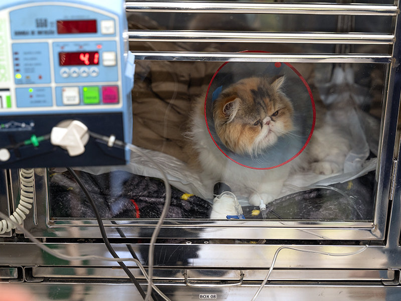 A imagem mostra um gato dentro de um alojamento prateado, ele veste um cone azul no pescoço. Na parte de fora do alojamento há um aparelho com os sinais vitais do felino.