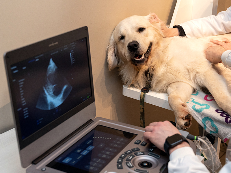 Diagnóstico Por Imagem Hospital Veterinário Vitta De Bicho