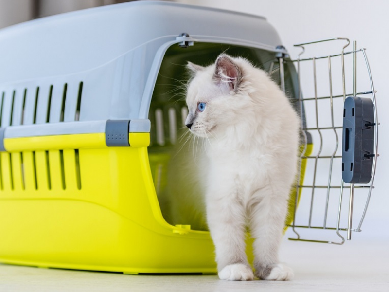 A imagem mostra uma caixa de transporte amarela e cinza, com a porta aberta. De dentro dela, está saindo um filhote de gato branco, com olhos azuis.