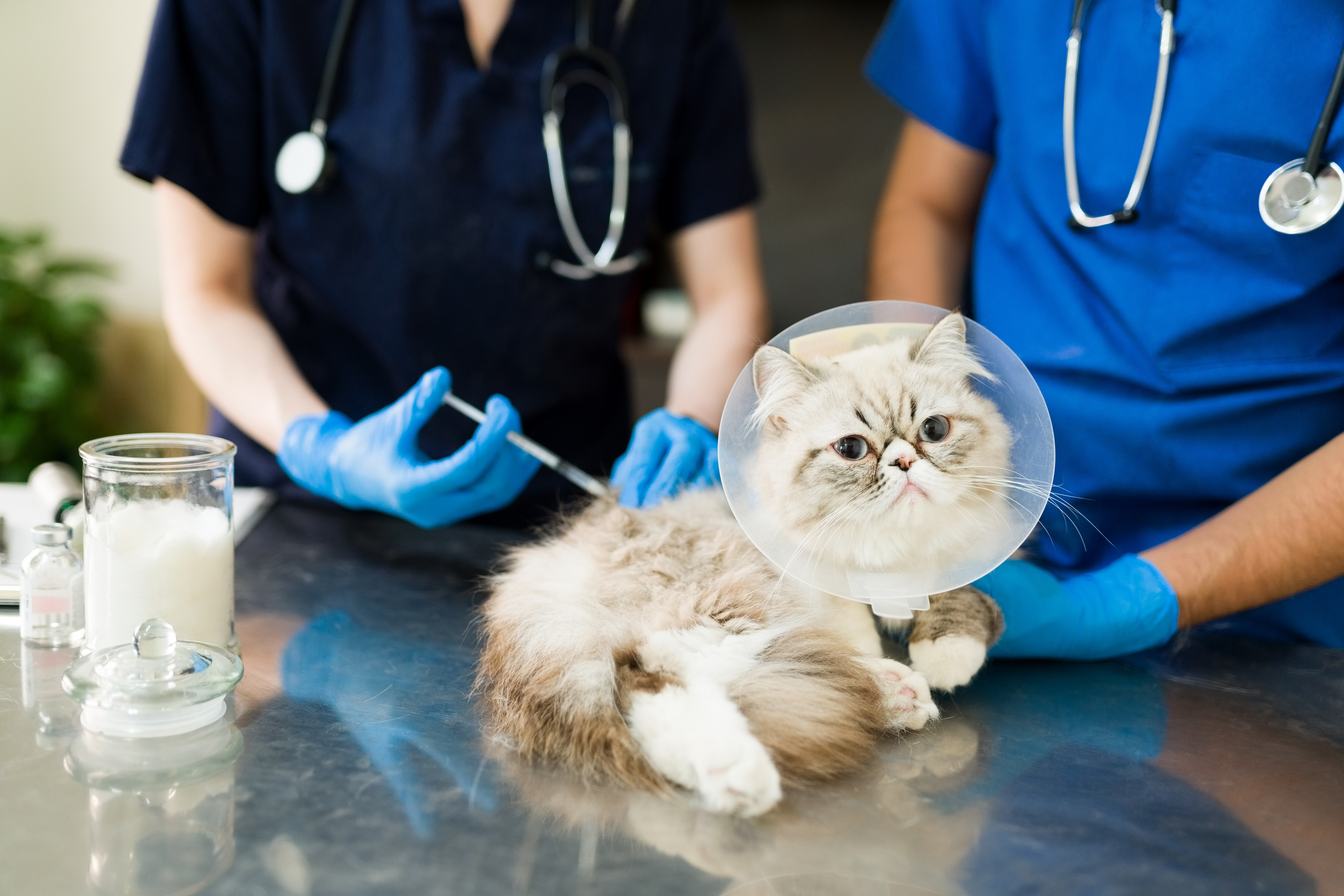 Hospital Veterinário 24h