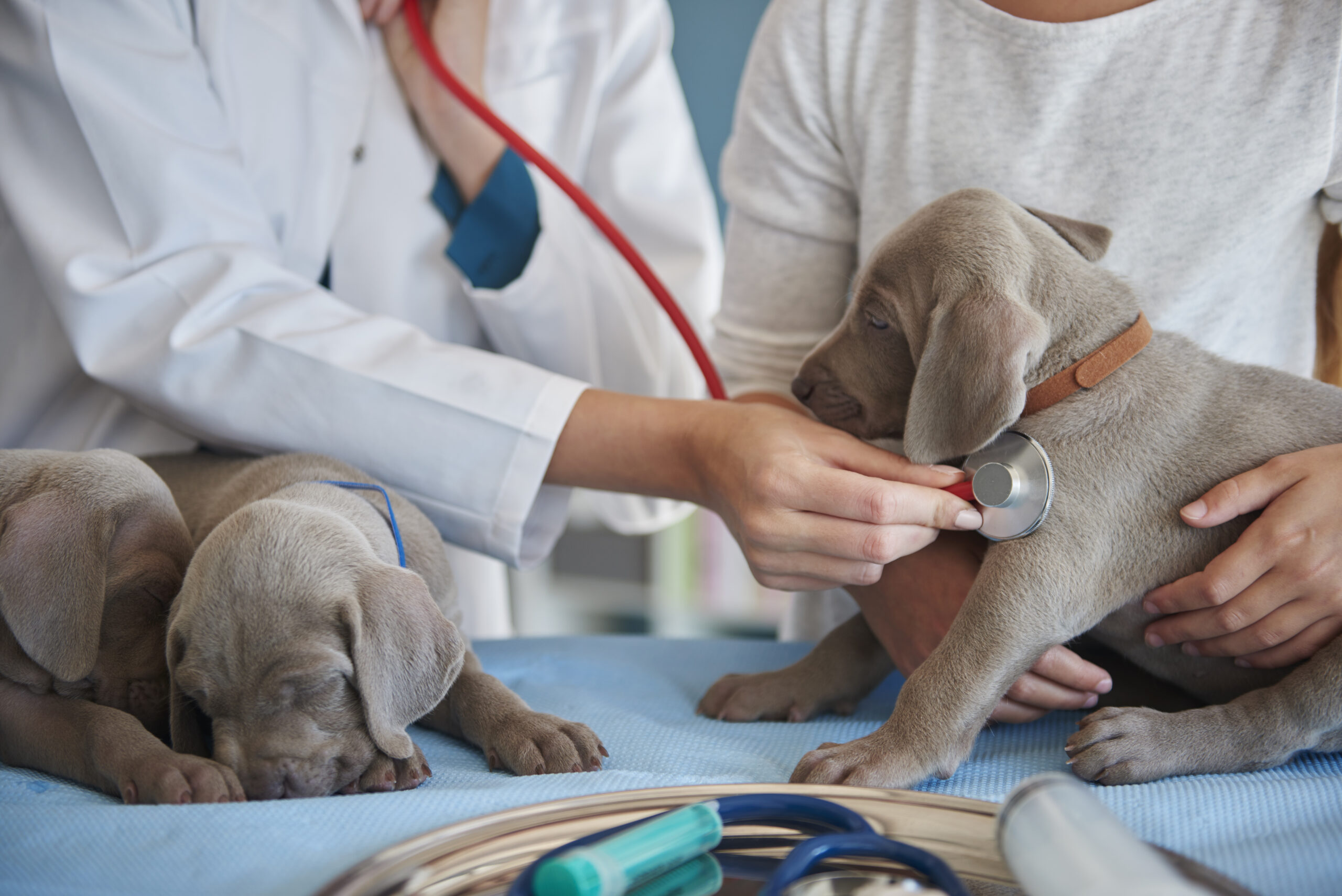 Hospital Veterinário 24h Caxias do Sul